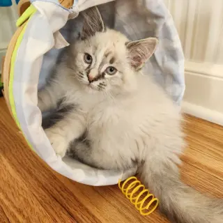 Ireland - Pending Adoption