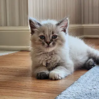 Ireland - Pending Adoption
