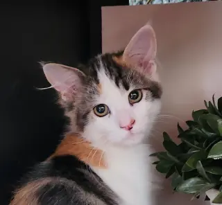 Ipzie