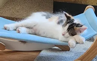 Ipzie