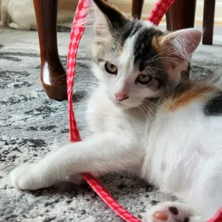 Ipzie