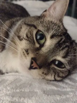 LENA