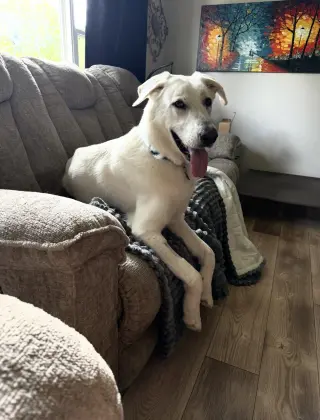 Ruben
