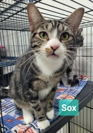 Sox