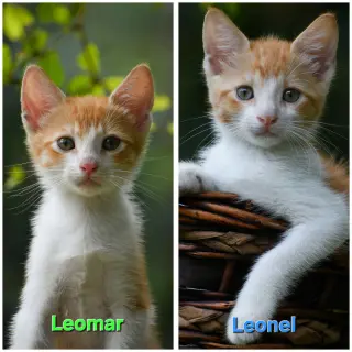 Leomar&Leonel