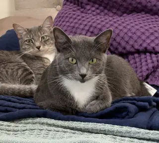 Socks