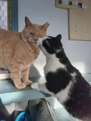 Obi et Momo