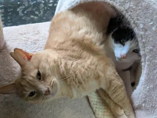 Obi et Momo