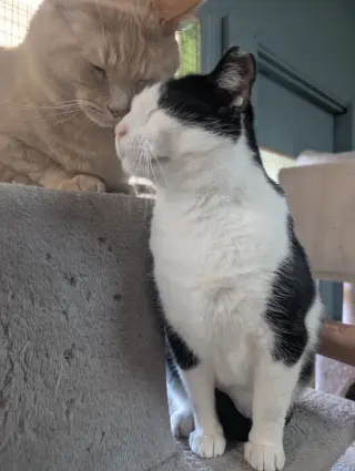 Obi et Momo