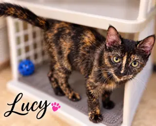 Lucy (FCID# 08/04/2026 - 51 Brandywine PS)