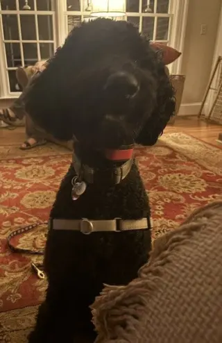 Jet