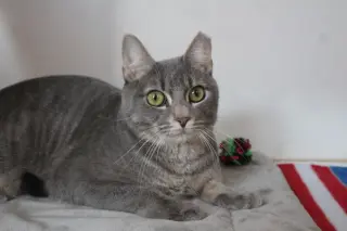 Val