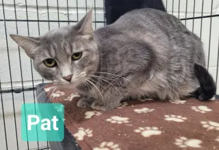 Pat