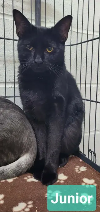 Junior