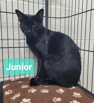 Junior