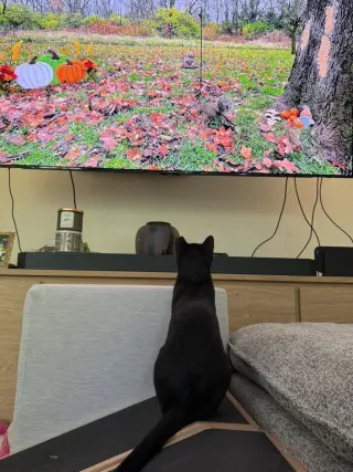 Mob (Courtesy Post)