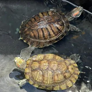 Red Eared Slider Turtles!