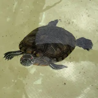 Red Eared Slider Turtles!