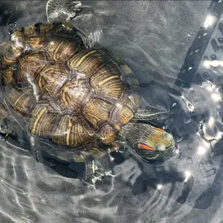 Red Eared Slider Turtles!