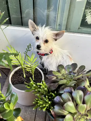 Nico