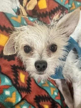Nico