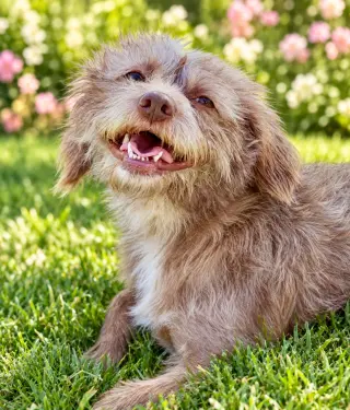 Marley