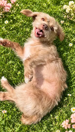Marley