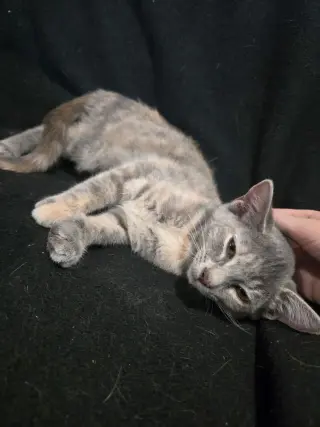 Bonnie