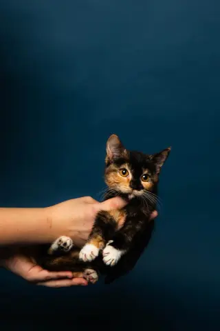 Roo