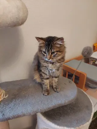 Roscoe