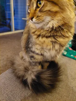 Roscoe