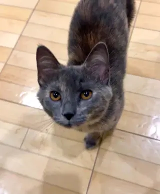 Jojo