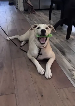 Bella