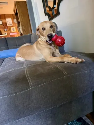 Toby