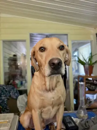 Toby