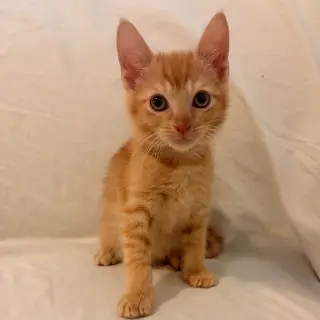 Pico de Gato
