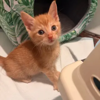 Pico de Gato