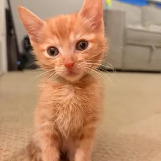 Pico de Gato