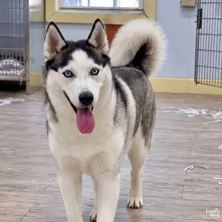 Luna