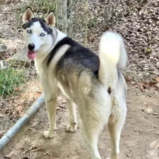 Luna