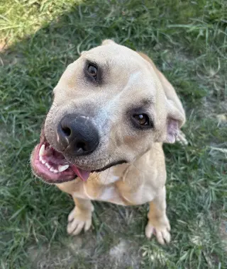 261429  Phoebe