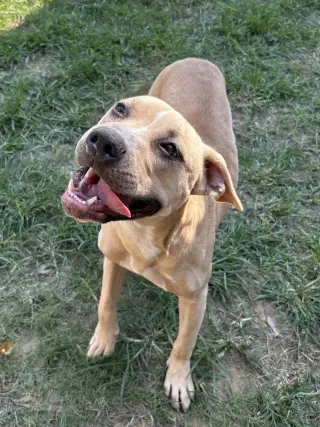 261429  Phoebe