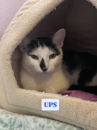 UPS