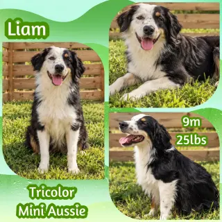 Liam