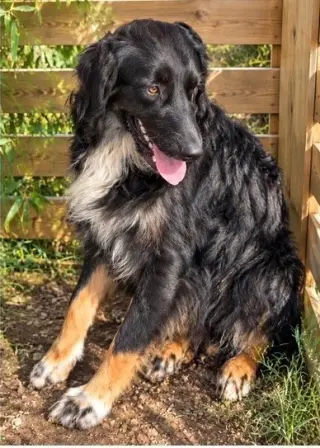 Coleman