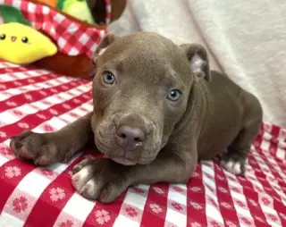 261253  Gumbo