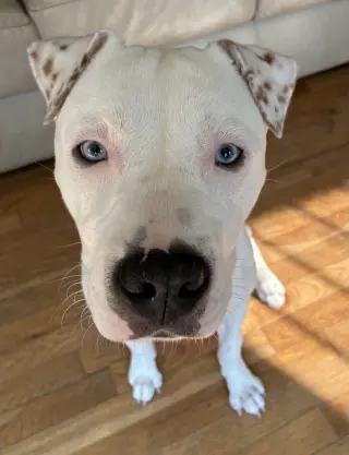 Dumpling