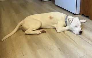 Dumpling