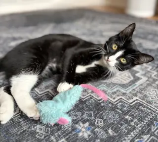 Domino