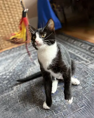 Domino